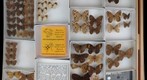 Nymphalidae 39