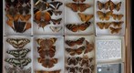 Nymphalidae Receiving 2