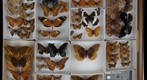 Nymphalidae Receiving 3