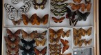 Nymphalidae Receiving 4