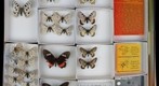 Papilionidae 1