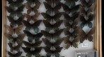 Papilionidae 2