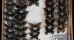 Papilionidae 3