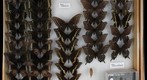Papilionidae 4