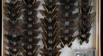 Papilionidae 5