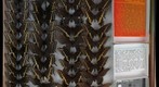 Papilionidae 6