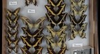 Papilionidae 7