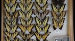 Papilionidae 9