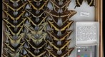 Papilionidae 8
