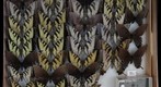Papilionidae 10