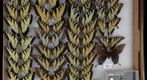 Papilionidae 11