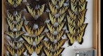 Papilionidae 12