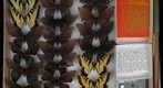 Papilionidae 13