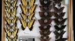 Papilionidae 14