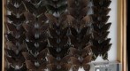 Papilionidae 15