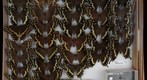 Papilionidae 17