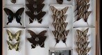 Papilionidae 18