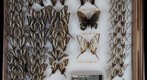 Papilionidae 19