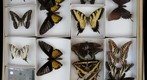 Papilionidae Receiving 1