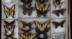 Papilionidae Receiving 2