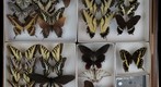 Papilionidae Receiving 3