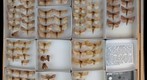 Notodontidae 2