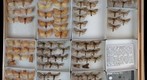 Notodontidae 3