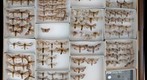 Notodontidae 4