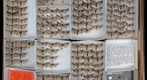 Notodontidae 5