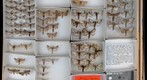 Notodontidae 6
