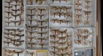 Notodontidae 7