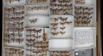 Notodontidae 8