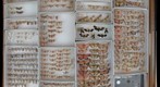 Arctiidae 1