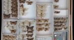 Lymantridae 2