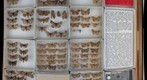 Lymantridae 3