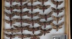 Sphingidae 1
