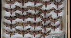 Sphingidae 2
