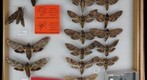Sphingidae 3