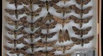 Sphingidae 4