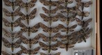 Sphingidae 5