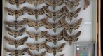 Sphingidae 8