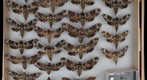 Sphingidae 9