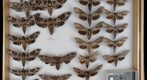 Sphingidae 10