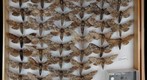 Sphingidae 13