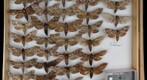 Sphingidae 14