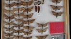 Sphingidae 15