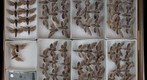 Sphingidae 16