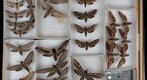 Sphingidae 17