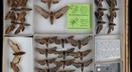 Sphingidae 18