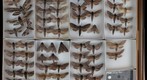 Sphingidae 19